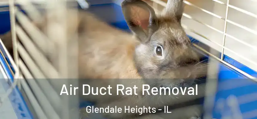  Air Duct Rat Removal Glendale Heights - IL